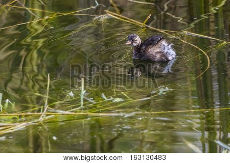 Dabckick (tachybaptus Ruficollis)