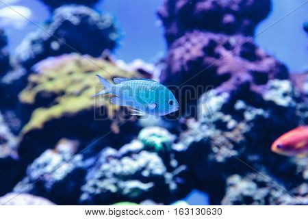 Blue Green chomis fish, Chromis viridis, has a pale green color and is found on the reef