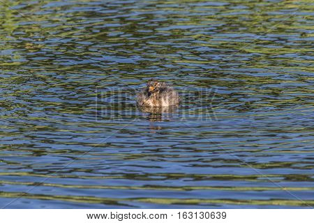 Dabckick (tachybaptus Ruficollis)