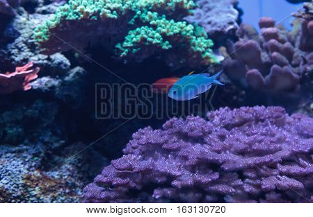 Blue Green chomis fish, Chromis viridis, has a pale green color and is found on the reef