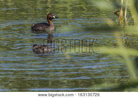 Dabckick (tachybaptus Ruficollis)