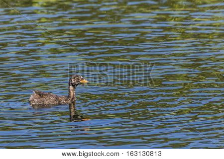 Dabckick (tachybaptus Ruficollis)