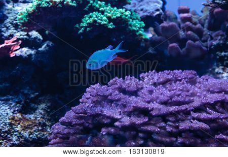 Blue Green chomis fish, Chromis viridis, has a pale green color and is found on the reef