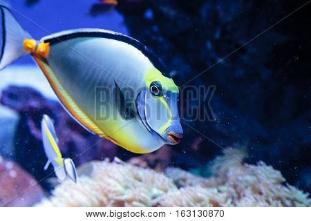 Naso tang fish known as Naso lituratus on a coral reef.