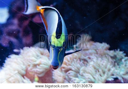 Naso tang fish known as Naso lituratus on a coral reef.
