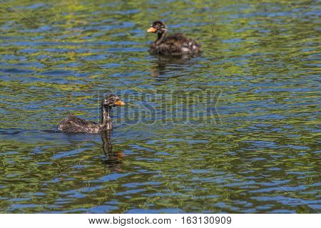 Dabckick (tachybaptus Ruficollis)