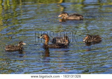 Dabckick (tachybaptus Ruficollis)