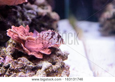 Falco hawkfish Cirrhitichthys falco perches on coral and waits for prey in a reef aquarium.