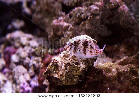 Falco hawkfish Cirrhitichthys falco perches on coral and waits for prey in a reef aquarium.