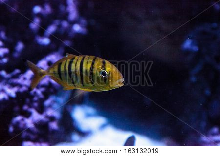Golden Jack Gnathanodon speciosus swims in an aquarium.