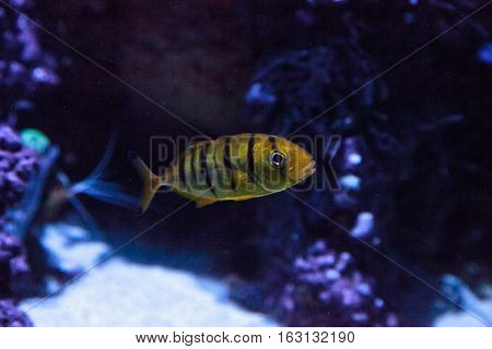 Golden Jack Gnathanodon speciosus swims in an aquarium.