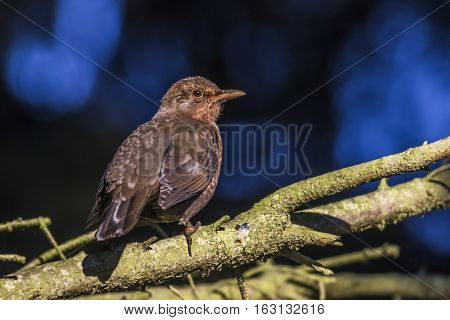 Blackbird (turdus Merula)