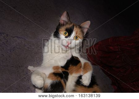 Calico cat with kitten on grey carpet