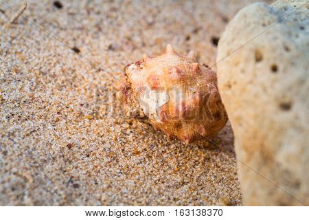 Hermit Crab On The Beach