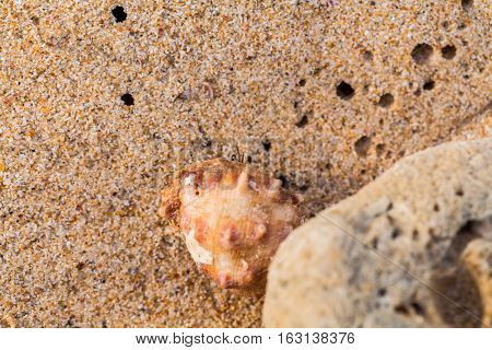 Hermit Crab On The Beach