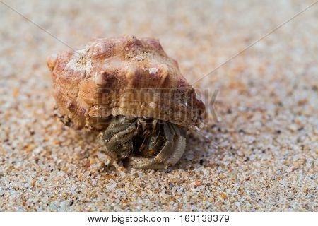 Hermit Crab On The Beach