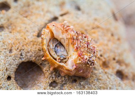 Hermit Crab On The Beach