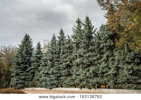 Green spruces among trees on blue sky background