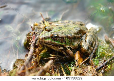 Green Frog sitting in shallow water 1