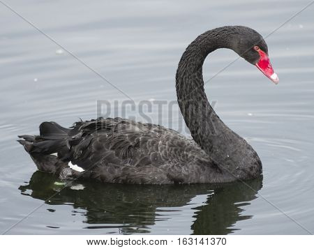 Black Swan Cygnus atratus swimming in pond close-up portrait selective focus shallow DOF