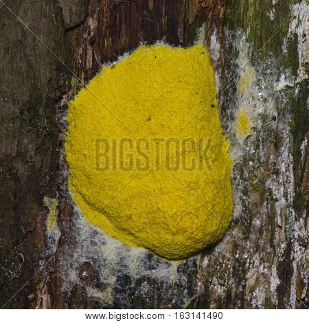 Scrambled egg Slime Mold Fuligo septica on tree close-up selective focus shallow DOF