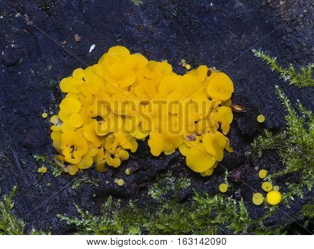 Very small fungus yellow fairy cups or lemon discos Bisporella citrina on old wet wood macro selective focus shallow DOF