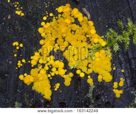 Very small fungus yellow fairy cups or lemon discos Bisporella citrina on old wet wood macro selective focus shallow DOF