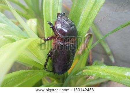 picture is close-up to beetle on plant