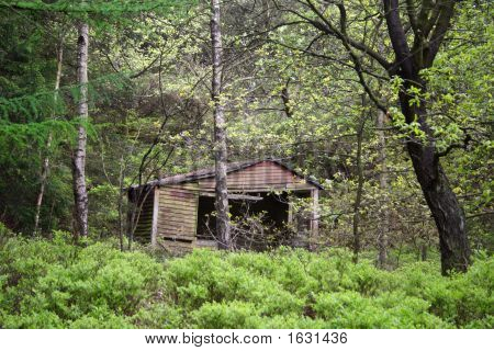 Baracca nella foresta