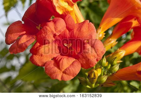 Trumpet creeper (Campsis sp.). It is a genus of flowering plants in the family Bignoniaceae native to Woodland in China and North America. It is a popular garden subject.