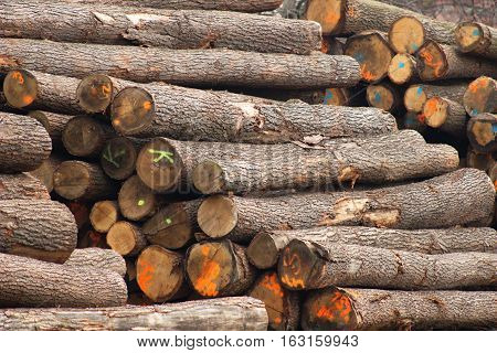 Oak Trunks 2