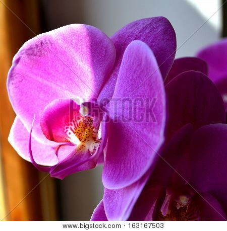 bright pale lilac orchid flower glows and shimmers in the sun