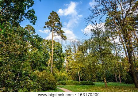 Sunny day in autumn arboretum. Autumn landscape.