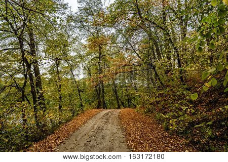 The path in the autumn garden, strewn with fallen leaves.