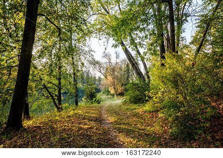 The path in the autumn garden, strewn with fallen leaves.