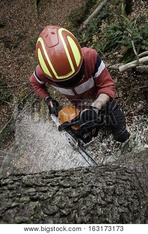 Forestry worker cutting down the spruce tree with chainsaw