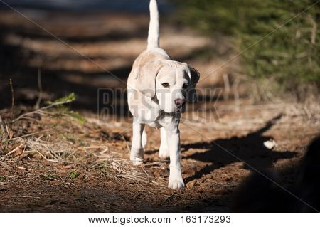 Beagle on a walk in a forest.
There is nice shadow from his side.