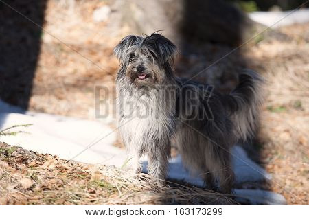 Little grey dog standing in shadow.  He is trying to hide.