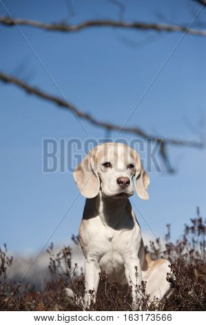 Cute Beagle sitting outdoors in the nature