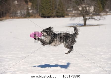 Flying dog catching his toy in the air. 
He is cute little funny grey dog.