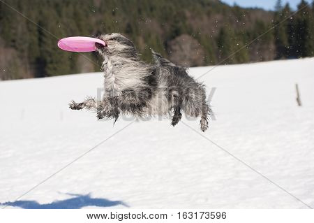 Cute funny dog catch flying disc in the air