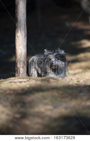 Little cute dog running around the wooden pole