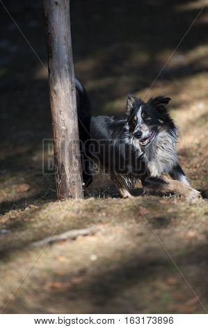 Border Collie is turning round the pole