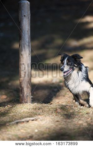 Border Collie is running beside the pole