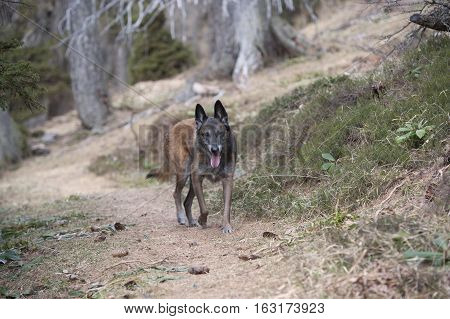 Belgian shepherd walking on path in woods. 
Dog wolf is guarding his forest.