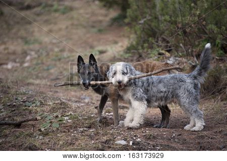 Two dogs holding a stick together. They are true friends with a teamwork.