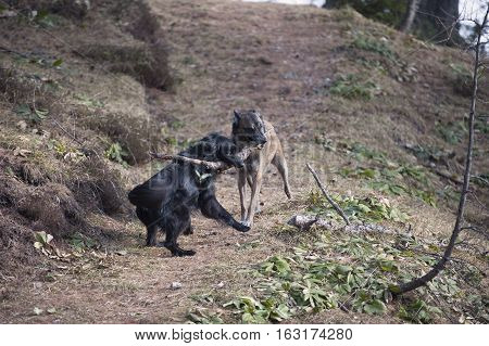 Two dogs pulling big stick to each way. They are playing and trying who is stronger.