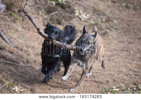 Two dogs playing and running with a stick in their mouth. They are carrying it together.