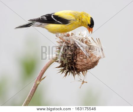 American Goldfinch (Spinus tristis) also known as the Eastern Goldfinch and Wild Canary. This photo shows the breeding male.