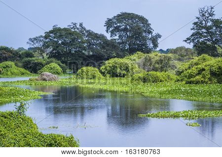 Thabbowa sanctuary nature reserve in Puttalam,Sri Lanka